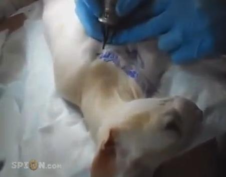 Uite cum și-a bătut joc de un animal nevinovat! Un rus și-a TATUAT PISICA! VIDEO