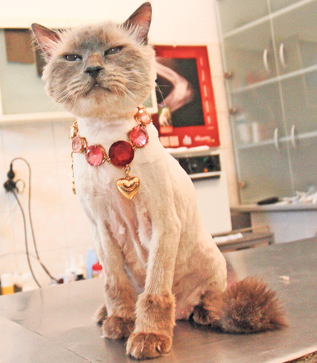 Răsfăţ total: Oana i-a dat sărbătoritului peştişorul de aur care îndeplineşte trei dorinţe!