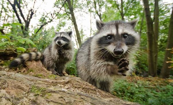 Acestia sunt cei mai curiosi si mai simpatici ratoni din lume