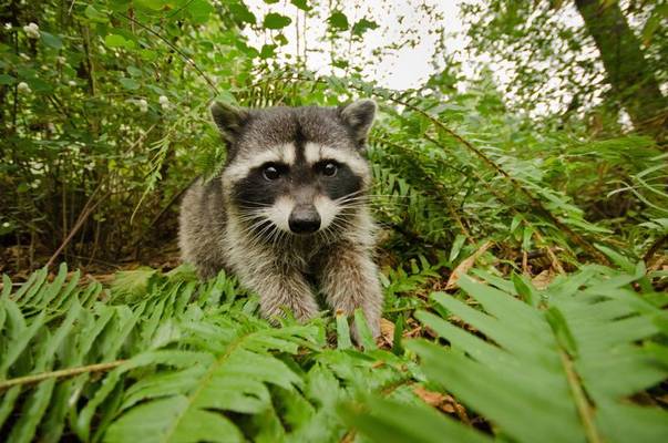 Familia de ratoni curiosi din Stanley Park 