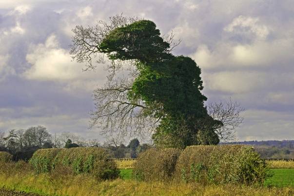 Dinozaurul verde Tree-Rex, dinozaurul verde din Alby