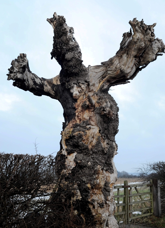 Monstrul de la marginea drumului MONSTRUL de la marginea drumului, apariţia care a speriat de moarte mii de oameni | FOTO