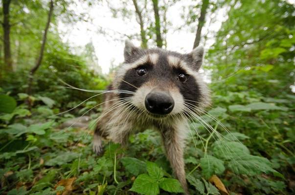 Un fotograf a intalnit cea mai curioasa si mai simpatica familie de ratoni