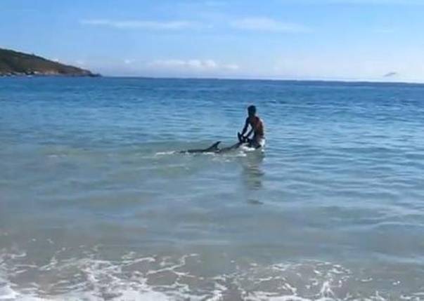 Incredibila mobilizare a oamenilor pentru salvarea a zeyi de delfini esuati pe o plaja din Rio de Janeiro