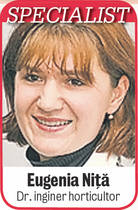 Este timpul să plantezi florile! Specialistul Libertății te învață cum să faci