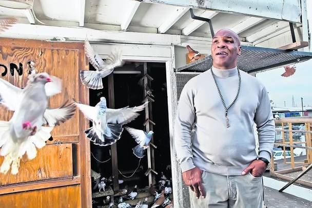 Mike Tyson e pasionat de porumbei încă din timpul copilăriei. Acum, fostul campion mondial la categoria grea la box participă la concursurile de top