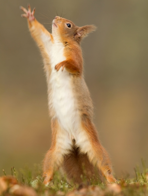 Veverita adorabila care chiar are talent