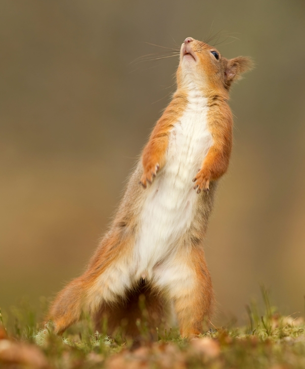 Veverita adorabila danseaza
