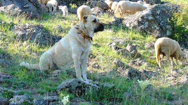 Monştrii de care trebuie să te fereşti cu orice preţ: muşcăturile lor sunt nimicitoare!