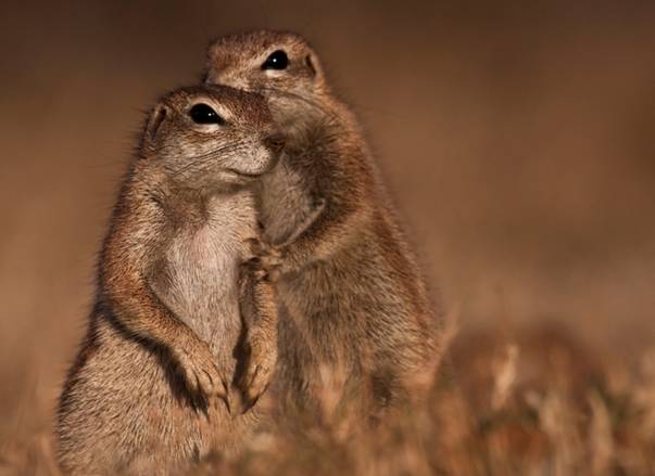 Doua suricate barfesc