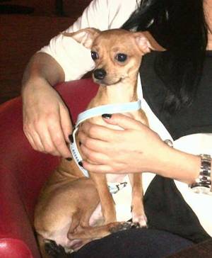 Alexandra Enăchescu lipeşte afişe în PARC. Află prin ce dramă trece bruneta| FOTO