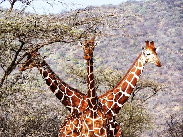 Trei girafe aliniate în savană Trei girafe aliniate în savană