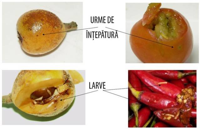Cum atacă fructele larvele de muşte Queensland