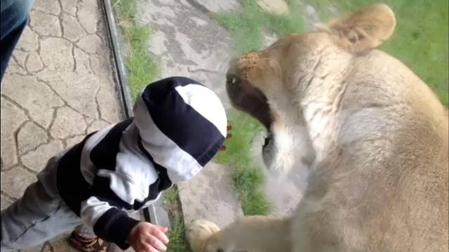 Leoaioca vrea să mănânce un bebe la Zoo Leoaioca vrea să mănânce un bebe la Zoo