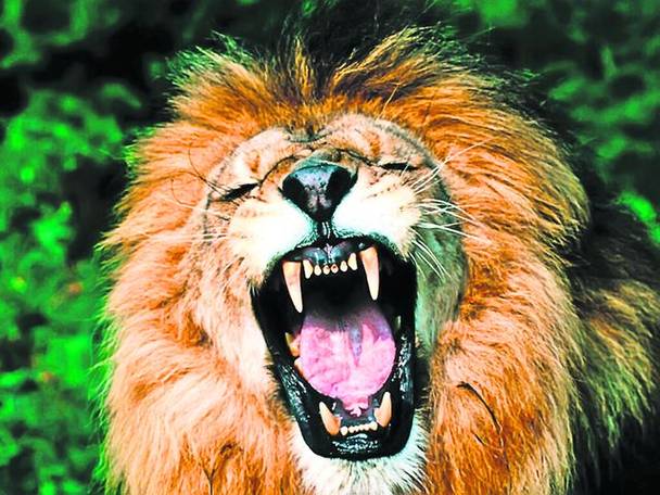 Ca număr de victime omeneşti produse anual, leul african e o biată pisică pe lângă ţânţarul-tigru