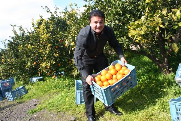 Românii care muncesc într-o livadă din Sicilia, Italia, ridică o tonă şi jumătate de portocale pe zi pentru 50 de euro