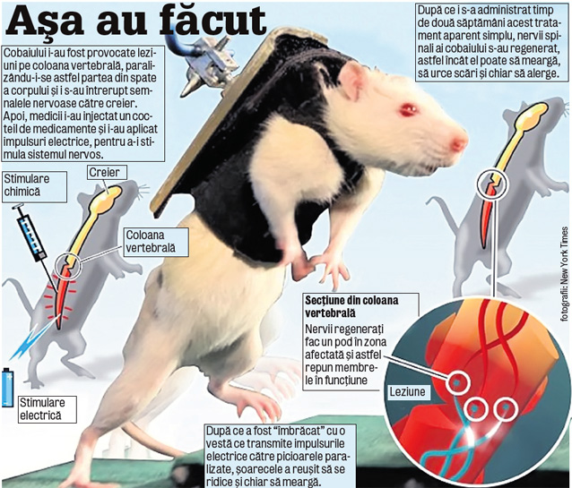 Leziunile coloanei, vindecate cu injecţii şi cu şocuri electrice?