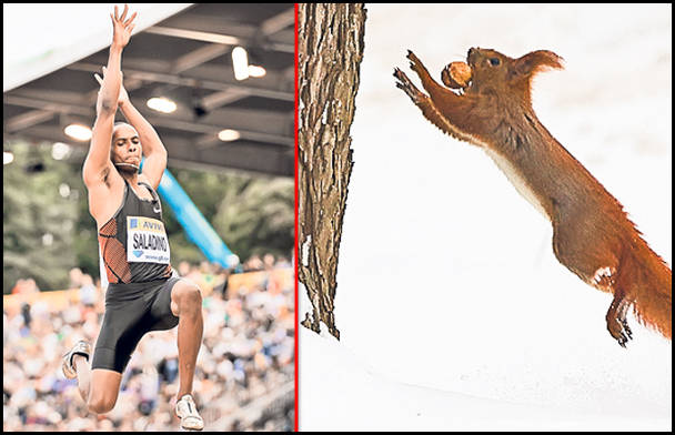 Animalele sunt capabile de performanţe superioare celor mai tari sportivi din lume