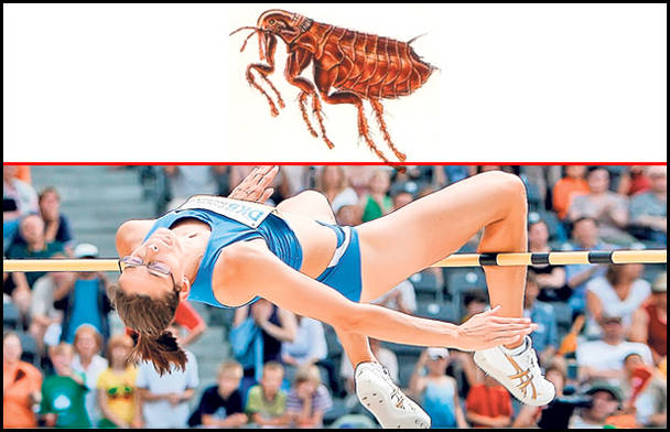 Animalele sunt capabile de performanţe superioare celor mai tari sportivi din lume