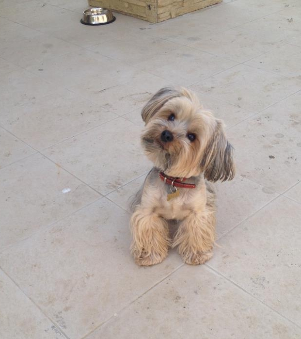 "Îmi umple viaţa cu zâmbete şi sufletul cu fericire!". Află pe cine iubeşte Laura Cosoi