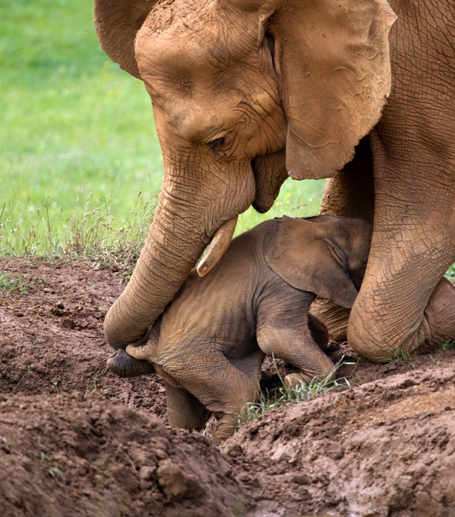 Mama elefant îşi salvează puiul Mama elefant îşi salvează puiul