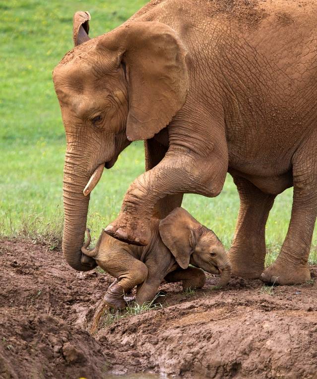 Mama elefant îşi salvează puiul Mama elefant îşi salvează puiul