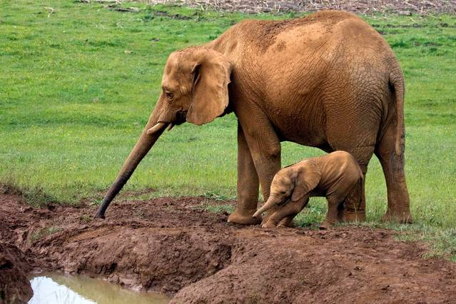 Mama elefant îşi salvează puiul Mama elefant îşi salvează puiul