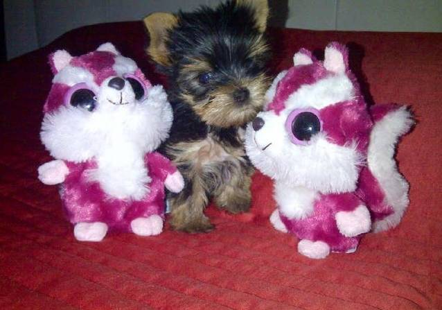 Bianca e pur şi simplu ÎNDRĂGOSTITĂ! Uite cine îi încălzeşte patul acum | FOTO