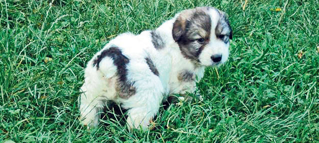 Dilema invitaţilor la petrecerea organizată cu ocazia căsătoriei Elenei Băsescu cu Bogdan Ionescu: Dăm bani sau cadou la nuntă?