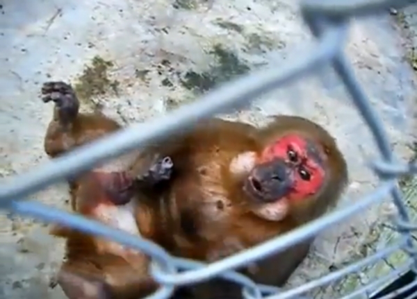 SE MASTURBEAZĂ ÎN VĂZUL LUMII! Nu-i pasă nici măcar când vede că e filmat | VIDEO