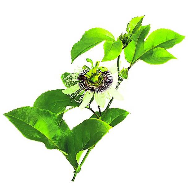 Ai probleme cu somnul din pricina căldurii?  Ceaiul de păducel te ajută să adormi