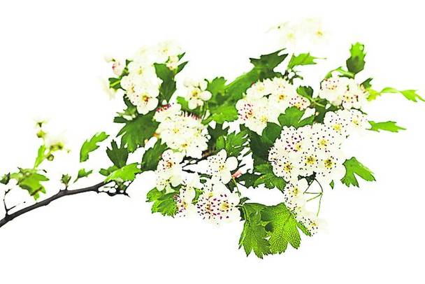 Ai probleme cu somnul din pricina căldurii?  Ceaiul de păducel te ajută să adormi