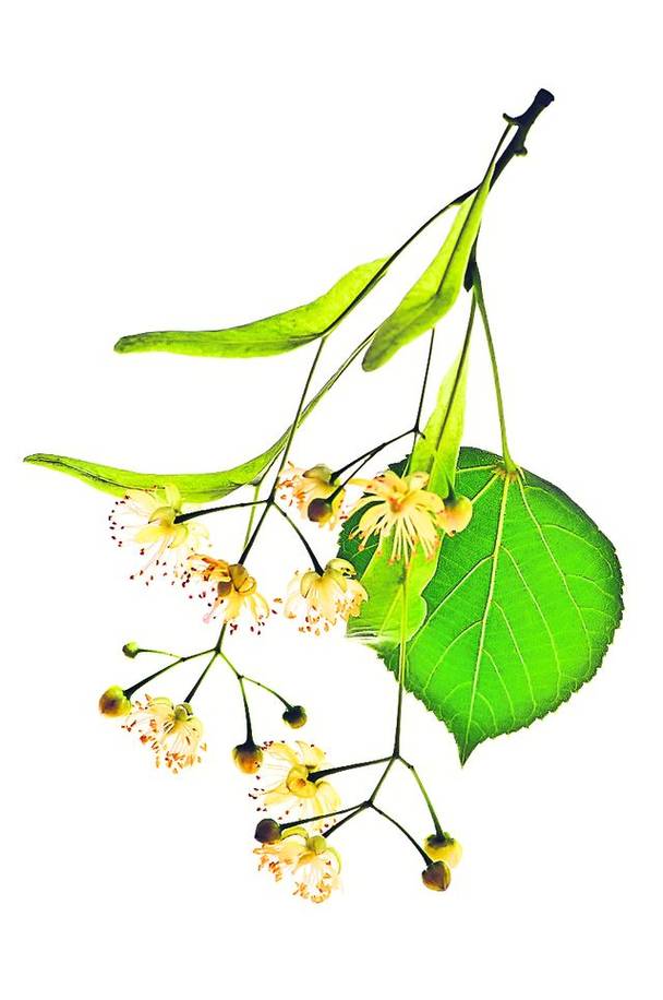 Ai probleme cu somnul din pricina căldurii?  Ceaiul de păducel te ajută să adormi