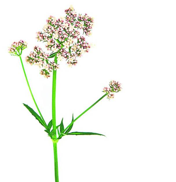 Ai probleme cu somnul din pricina căldurii?  Ceaiul de păducel te ajută să adormi