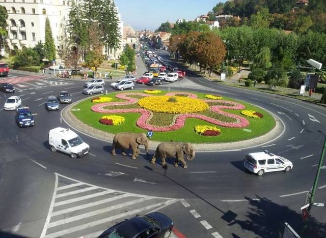 Scene INCREDIBILE în Braşov! AŞA ceva NU CREDEAI SĂ VEZI VREODATĂ!