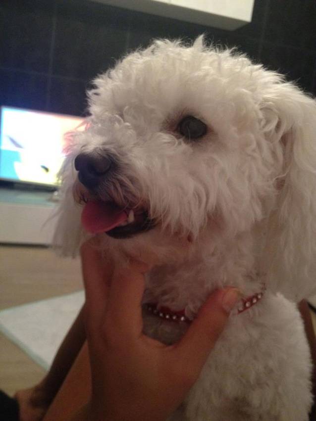 Adelina Pestriţu a primit O CERERE ÎN CĂSĂTORIE! Uite cine a fost CURAJOSUL