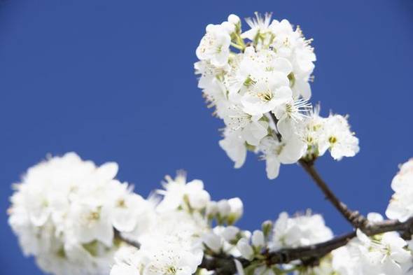 Fenomen foarte rar! Ce se întâmplă din cauza temperaturilor ridicate în România! ”Așa ceva nu am mai văzut!”
