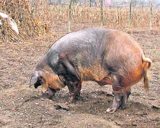 Porcul de Crăciun  nu este din România!