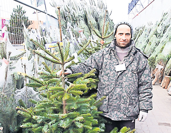 "Nu vă înghesuiţi la brazii din import". Specialiştii spun că cei autohtoni vor fi mult mai accesibili