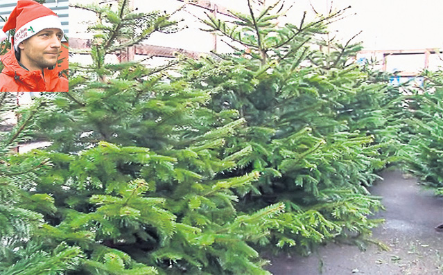 "Nu vă înghesuiţi la brazii din import". Specialiştii spun că cei autohtoni vor fi mult mai accesibili