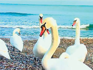 Lebedele au invadat România de foame