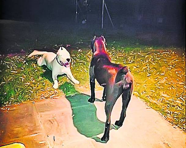 Exclus din lot de Ajaccio, Adrian Mutu îşi dedică timpul câinelui său, un bichon frise