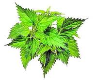 Alimente-miracol de primăvară