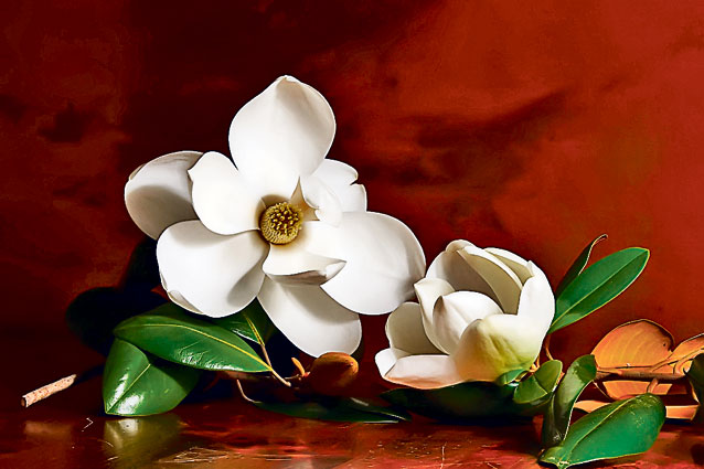 Roma, "asediată" de dragul noului Papă