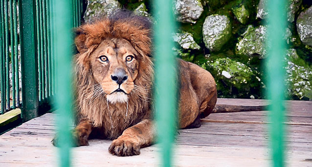 Sile vrea afară ca să își vadă leii | Temutul interlop i s-a plâns avocatului că îi e dor de animale