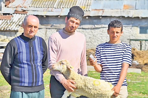 Mielul camerunez, ultima fiţă de Paşte! Un iranian creşte această specie în Prahova
