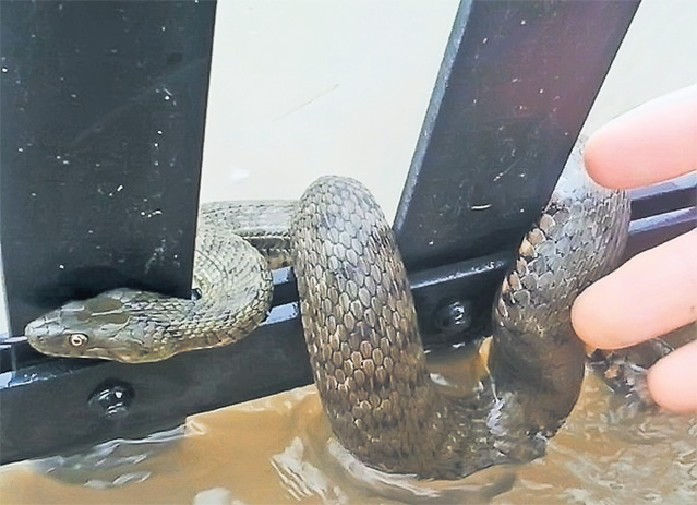 Apele şi vântul fac prăpăd! Dunărea a atins cote alarmante, iar autorităţile sunt în alertă