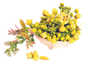 Ceaiurile antiadipoase nu sunt bune | Află ce efecte au asupra organismului