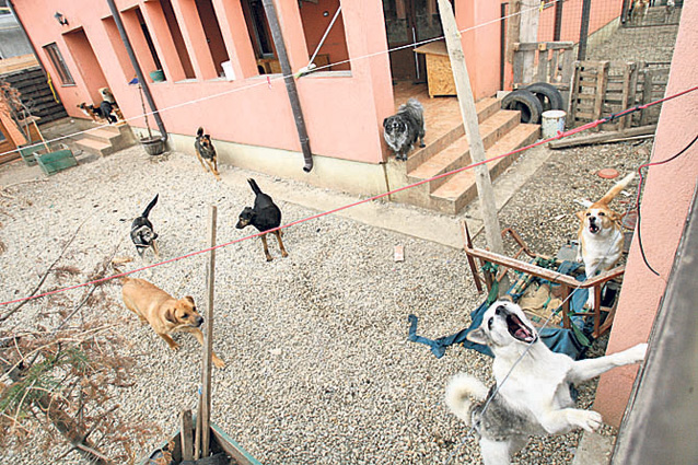 EXCLUSIV | Judecătorii o execută silit pe Cristina Ţopescu