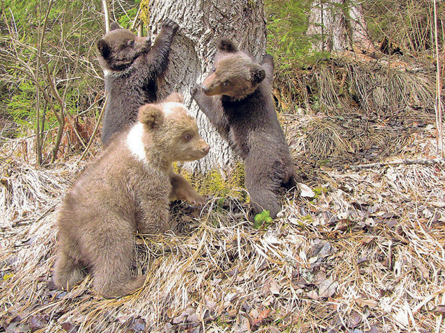 Puiul de lemurian, vedeta de la Zoo Băneasa | FOTO